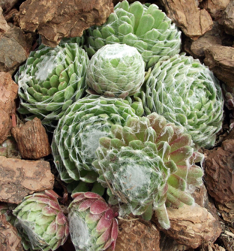 Lagger's Mini Hens & Chicks - Sempervivum - Very Hardy - 2.5" Pot