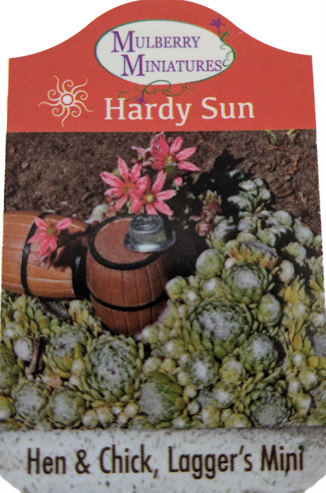 Lagger's Mini Hens & Chicks - Sempervivum - Very Hardy - 2.5" Pot