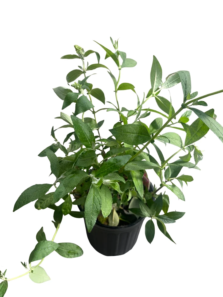 Monarch Prince Charming Butterfly Bush - Buddleia - Perennial - Gallon Pot