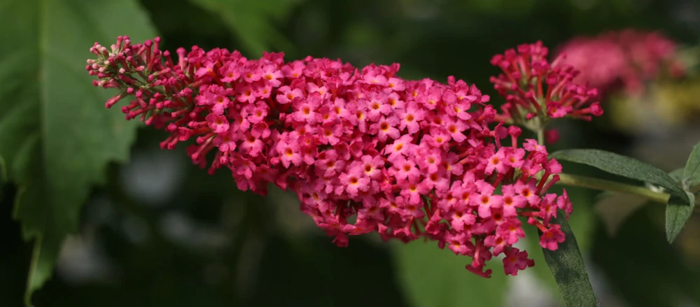 Monarch Prince Charming Butterfly Bush - Buddleia - Perennial - Gallon Pot