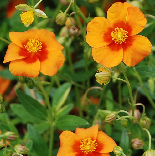 Bronze Carpet Sun Rose - Helianthemum - Quart Pot