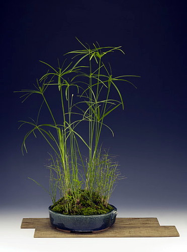 Dwarf Egyptian Papyrus Plant - Cyperus - Live Plant - 2.5" Pot