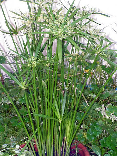 Dwarf Egyptian Papyrus Plant - Cyperus - Live Plant - 2.5" Pot