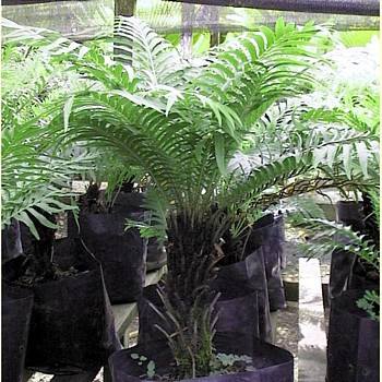 Silver Lady Tree Fern - Blechnum gibbum - Exotic - Dwarf - 6" Pot