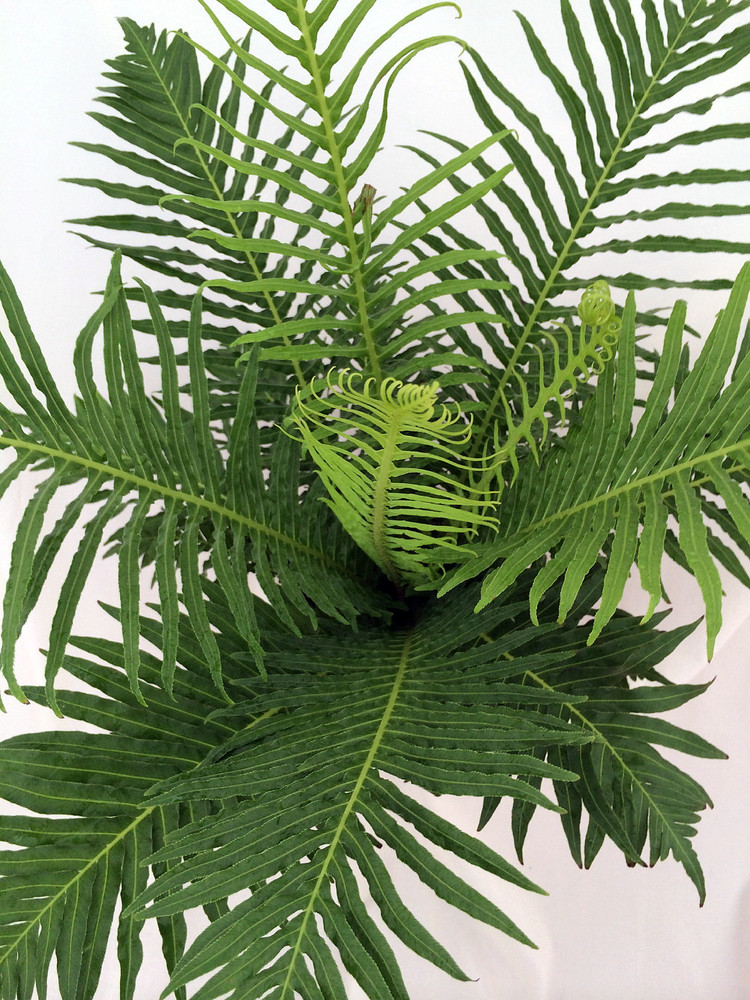 Silver Lady Tree Fern - Blechnum gibbum - Exotic - Dwarf - 6" Pot
