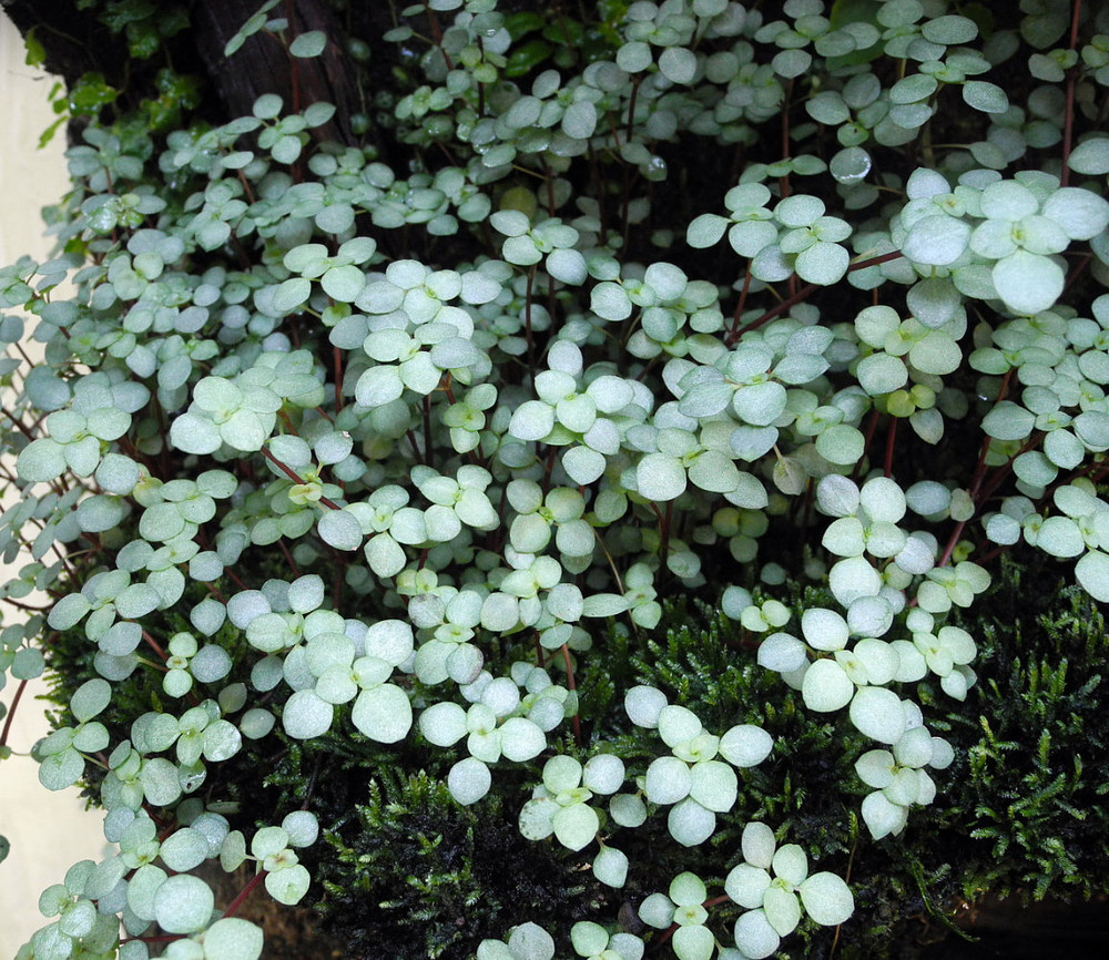 Blue Baby Tears - Pilea - Houseplant/Terrarium/Fairy Garden - 2 Pack 2" Pots