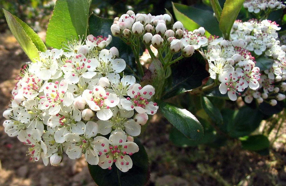 Viking Chokeberry Plant - Aronia - Shrub/Bonsai/Wine - 3.25" Pot
