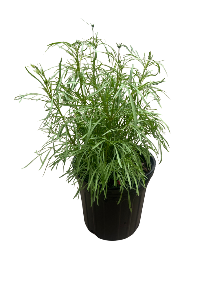Sizzle & Spice Curry Up Coreopsis Perennial Plant - Live Plant - Gallon Pot