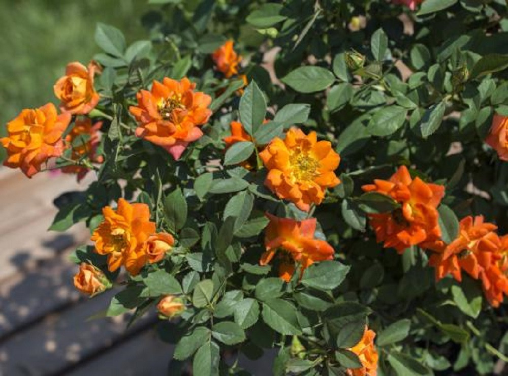 Amber Sunblaze® Miniature Rose Bush - Fragrant/Hardy - 2.5" Pot