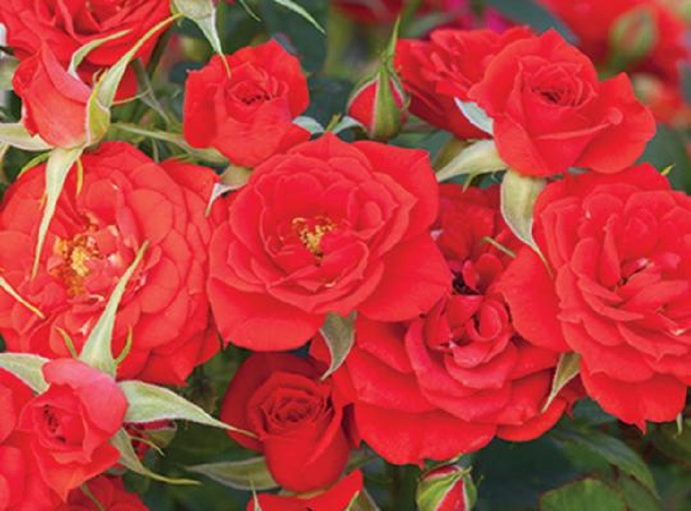 Autumn Sunblaze® Miniature Rose Bush - Fragrant/Hardy - 2.5" Pot