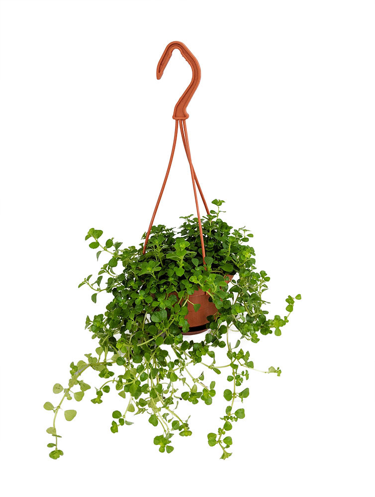 Baby Tears/Tiny Tears - Pilea depressa - 4" Mini Hanging Basket