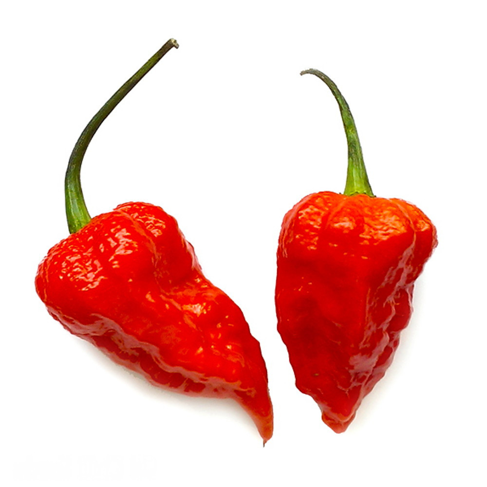 Bhut Jolokia Chile Pepper Plant - Ghost Pepper - 2.5" Pot