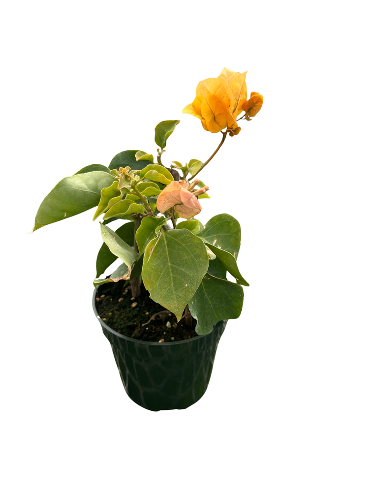 Yellow Bougainvillea - Everblooming - Indoors/Outdoors/Patio - 4" Pot