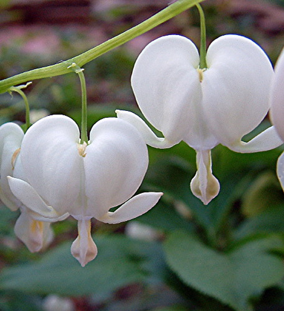 White Bleeding Hearts - Dicentra alba - Great in Shade - Gallon Pot