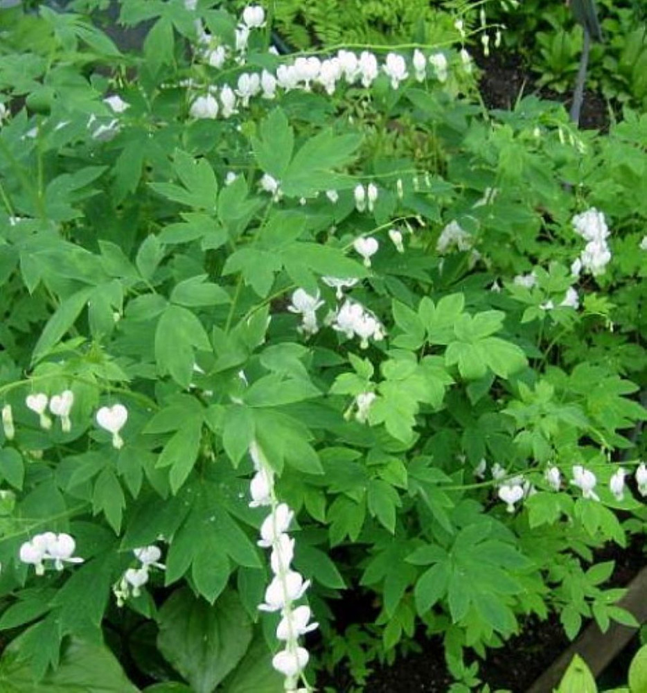 White Bleeding Hearts - Dicentra alba - Great in Shade - Gallon Pot