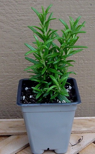 Spice Island Rosemary Plant - Outstanding for Culinary - Live Plant -  2.5" Pot