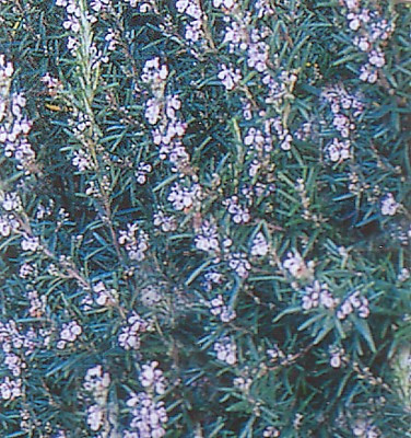 Spice Island Rosemary Plant - Outstanding for Culinary - Live Plant -  2.5" Pot