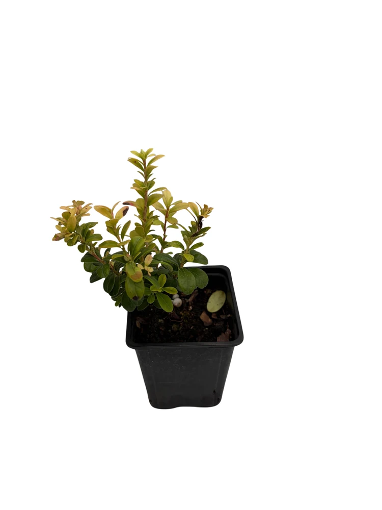 Red Pearl Lingonberry - High in Anti-oxidants - 3.25" Pot - Fresh Aroma