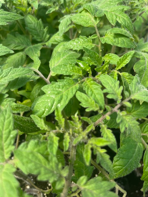 Mortgage Lifter Tomato Plant - Large Well-Shaped Fruit - 4" Pot