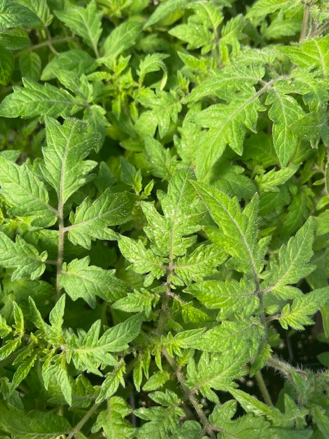 Mortgage Lifter Tomato Plant - Large Well-Shaped Fruit - 4" Pot