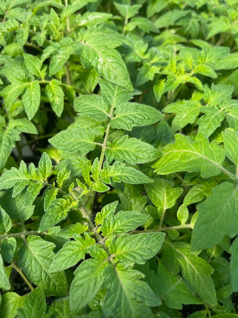 Creole Tomato Plant - Louisiana Heirloom - Some Like It Hot - 4" Pot