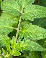 Creole Tomato Plant - Louisiana Heirloom - Some Like It Hot - 4" Pot