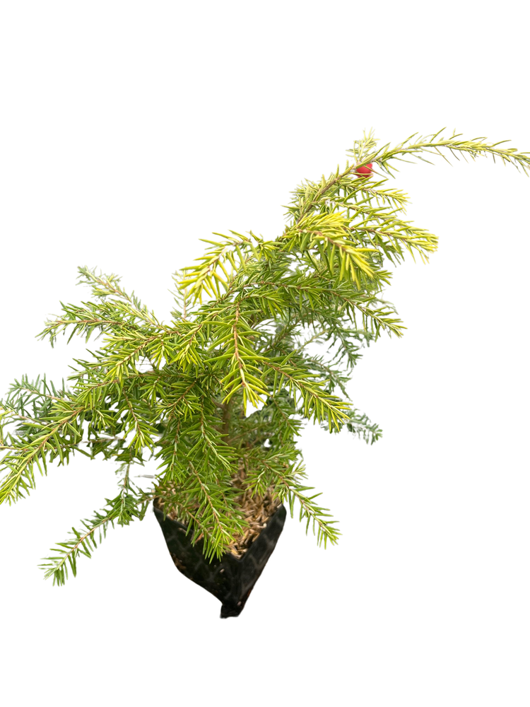 Canadian/Eastern Hemlock - Tsuga canadensis- Shrub/Tree/Bonsai - Quart Pot