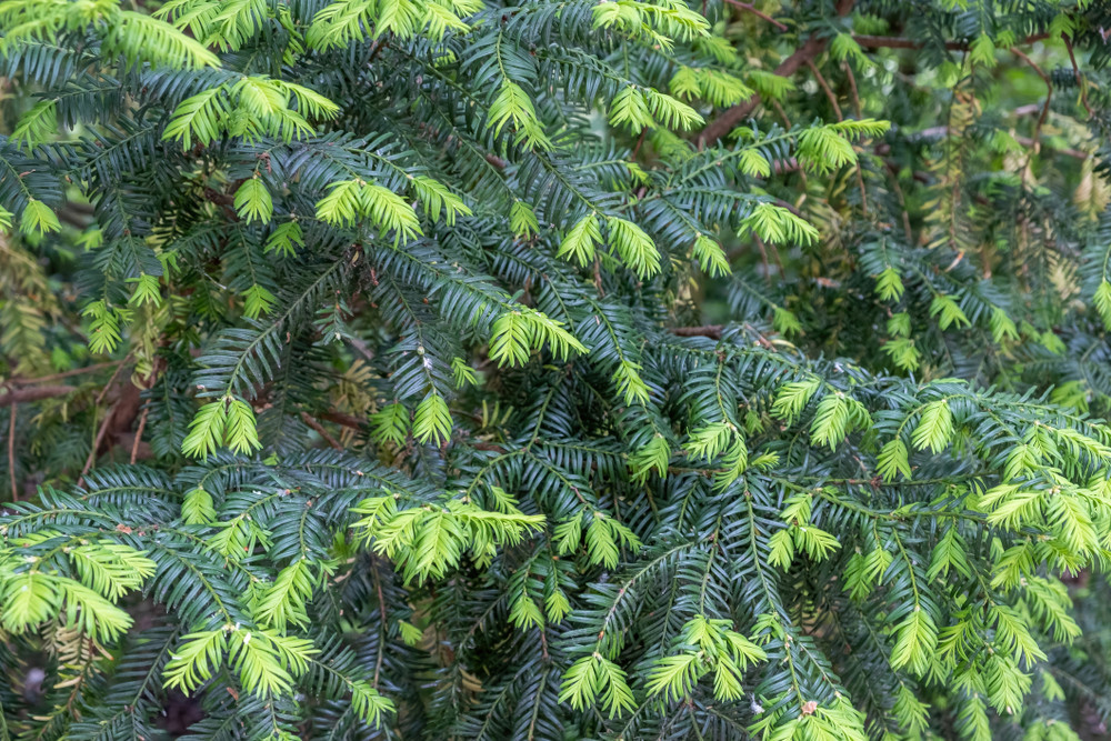 Canadian/Eastern Hemlock - Tsuga canadensis- Shrub/Tree/Bonsai - Quart Pot