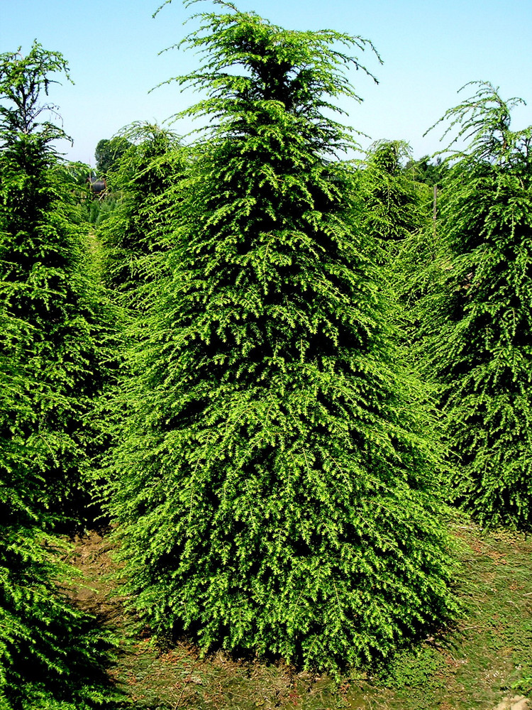 Canadian/Eastern Hemlock - Tsuga canadensis- Shrub/Tree/Bonsai - Quart Pot