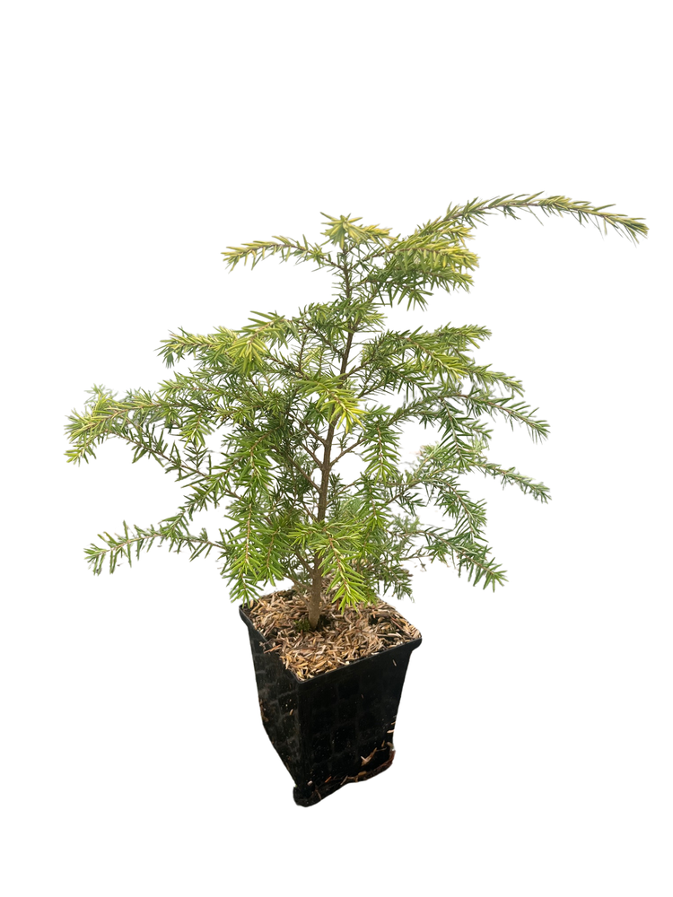 Canadian/Eastern Hemlock - Tsuga canadensis- Shrub/Tree/Bonsai - Quart Pot
