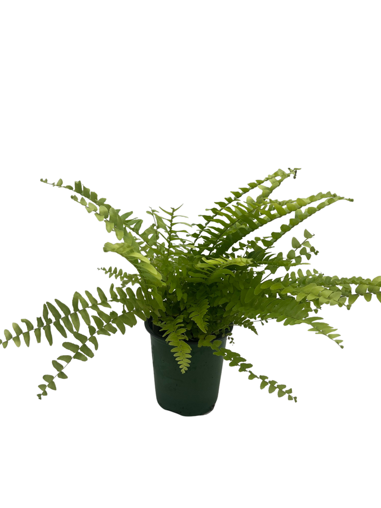 Zen Boston Fern - Nephrolepis - 3.5" Pot - New Fern