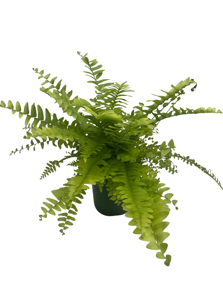 Zen Boston Fern - Nephrolepis - 3.5" Pot - New Fern