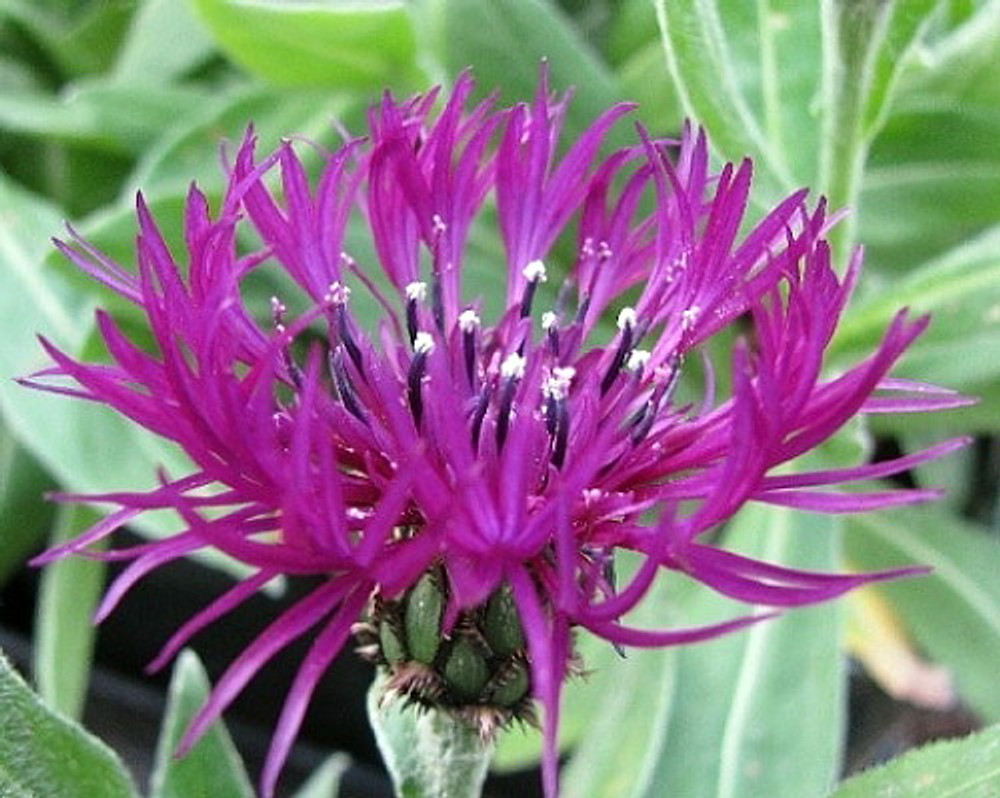 Amethyst Dream Mountain Bluet - Centaurea montana - Quart Pot