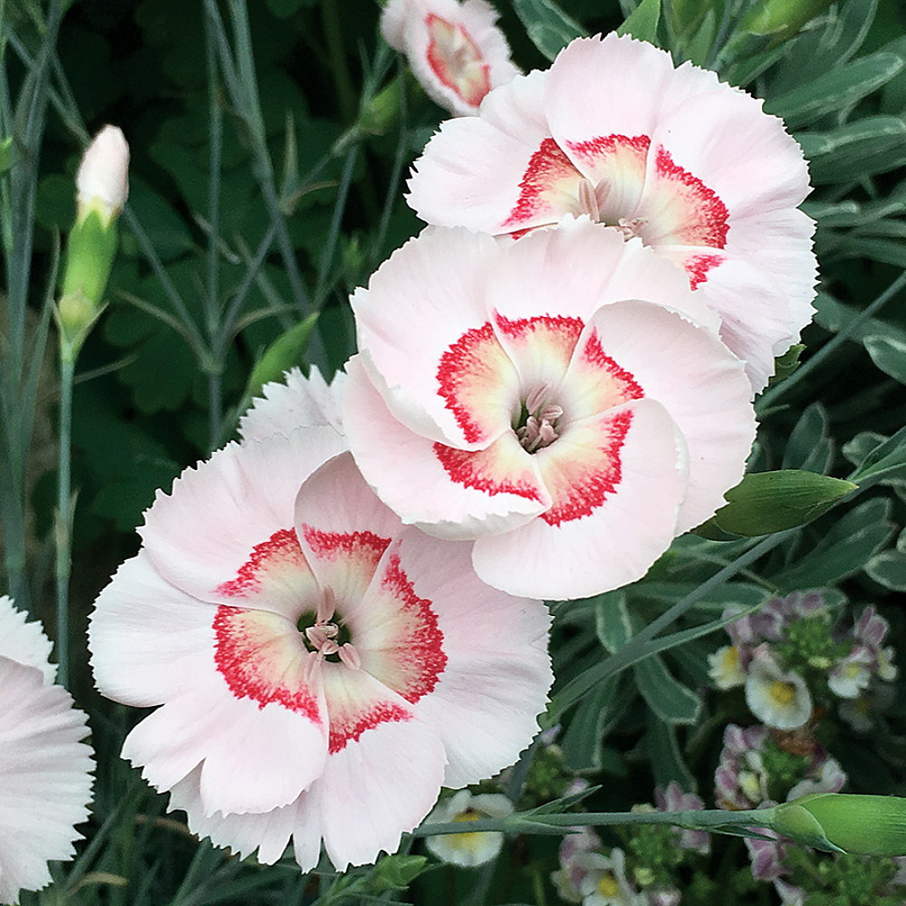 American Pie® Georgia Peach Pie Dianthus - Garden Pinks - Fragrant - Quart Pot