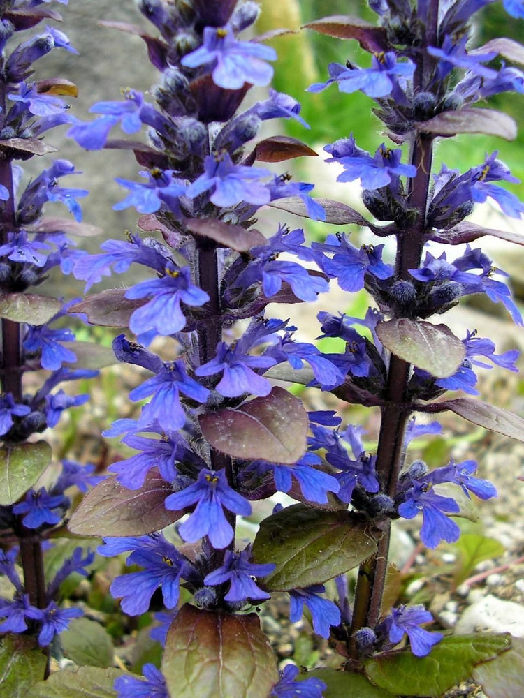 Bronze Beauty Ajuga 48 Plants - Carpet Bugle - 1 3/4" Pots - Very Hardy