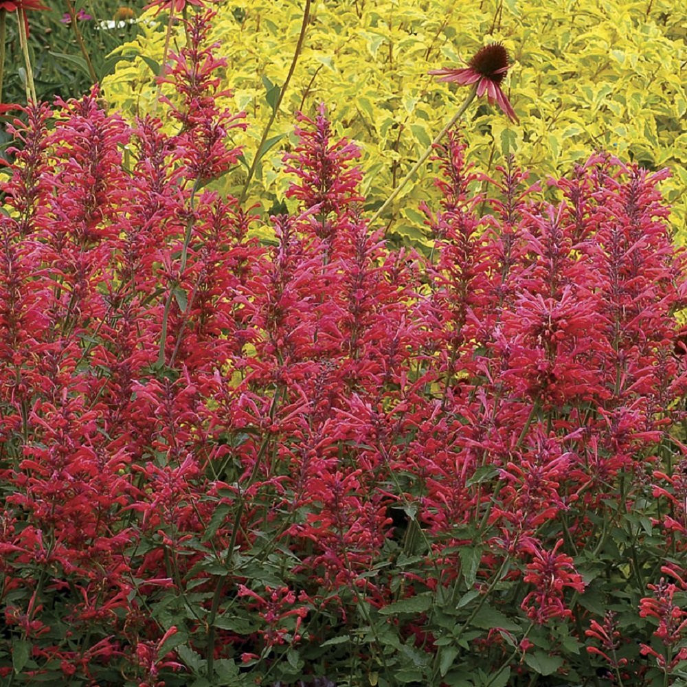 Coral Kudos Hummingbird Mint - Agastache - Anise Hyssop -Live Plant - Quart Pot