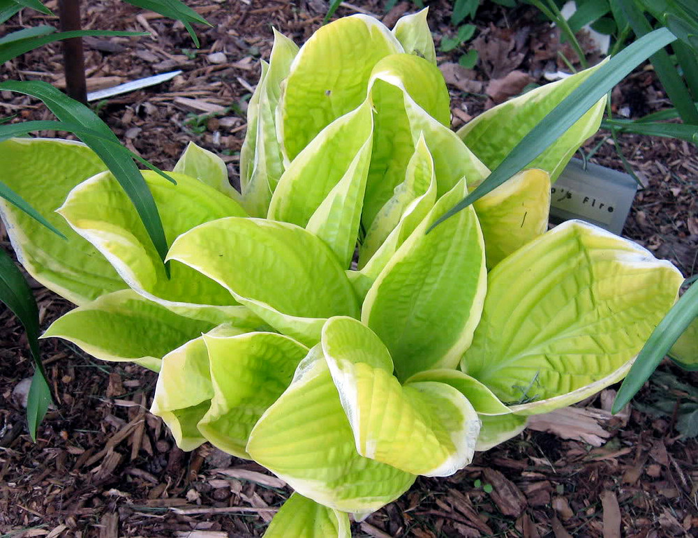 St. Elmo's Fire Hosta - Live Plant - Quart Pot