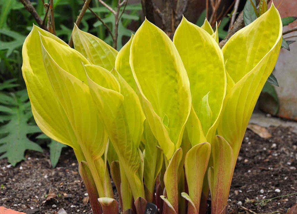 St. Elmo's Fire Hosta - Live Plant - Quart Pot