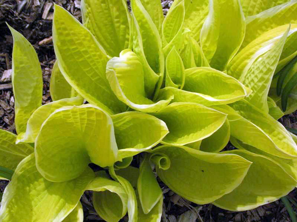 St. Elmo's Fire Hosta - Live Plant - Quart Pot