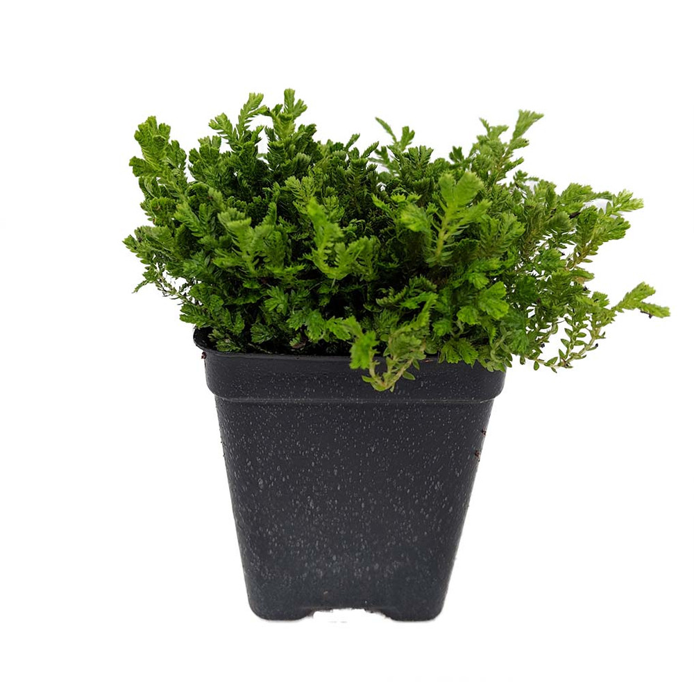 Green Spikemoss - Selaginella - Terrarium/Fairy Garden- 2.5" Pot