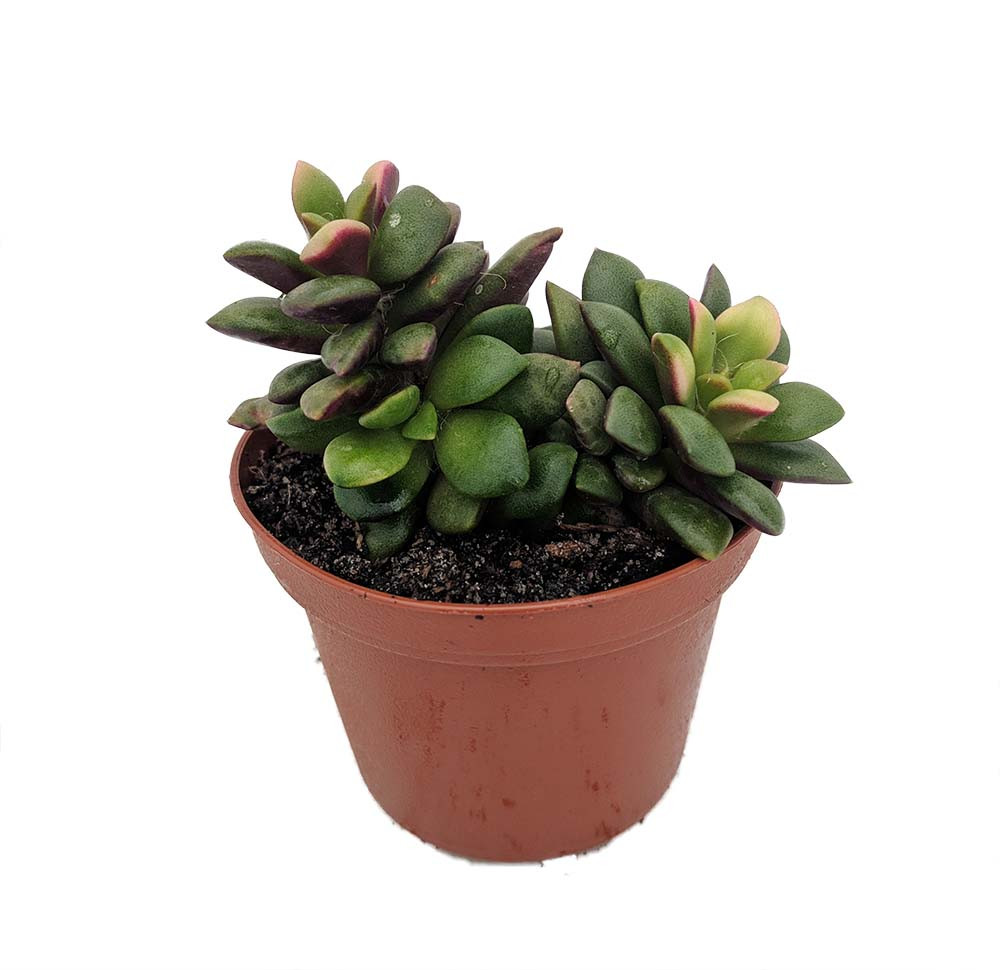 Lost Love Succulent Plant - Anacampseros rufescens variegata - 2" Pot