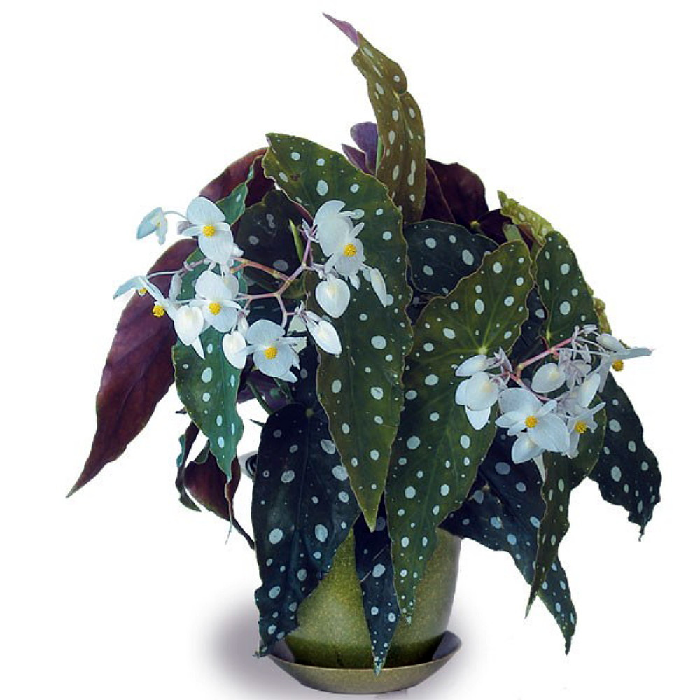 Rare Polka Dot Bat Wing Begonia Plant - Begonia maculata variegata - 6" Pot