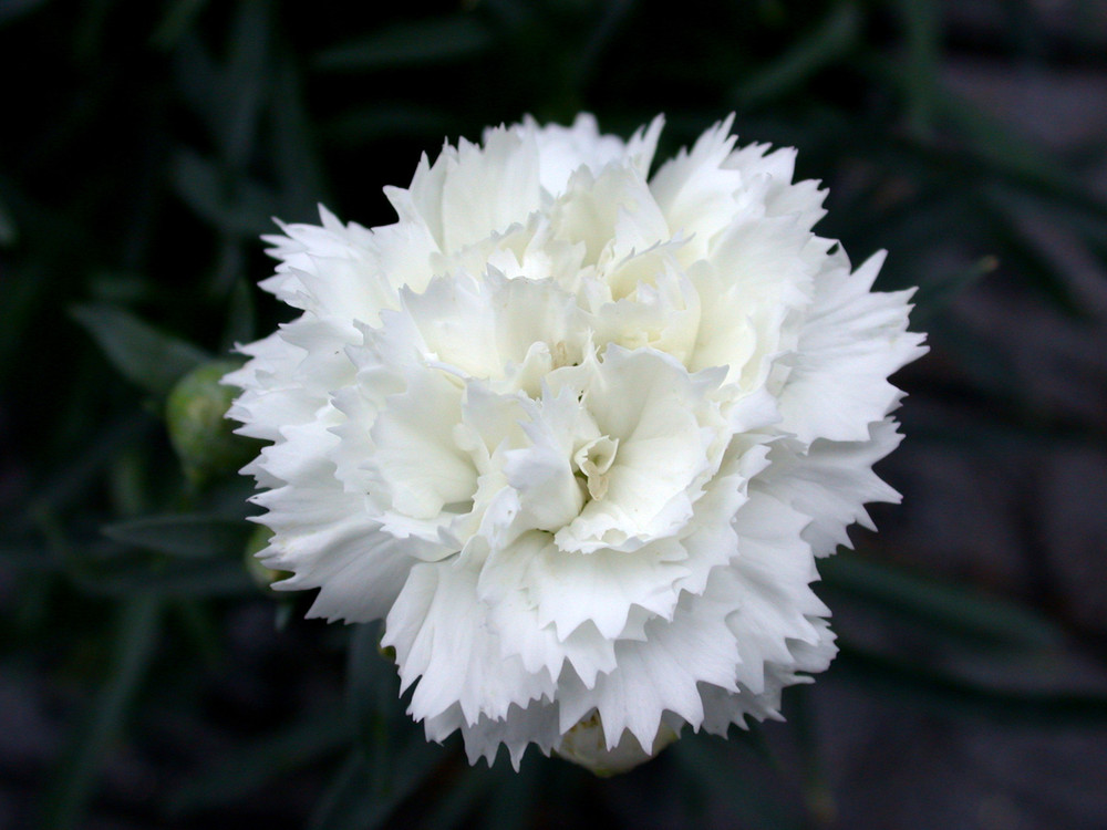 Dianthus Early Bird™ Frosty - Snowy White - Quart Pot