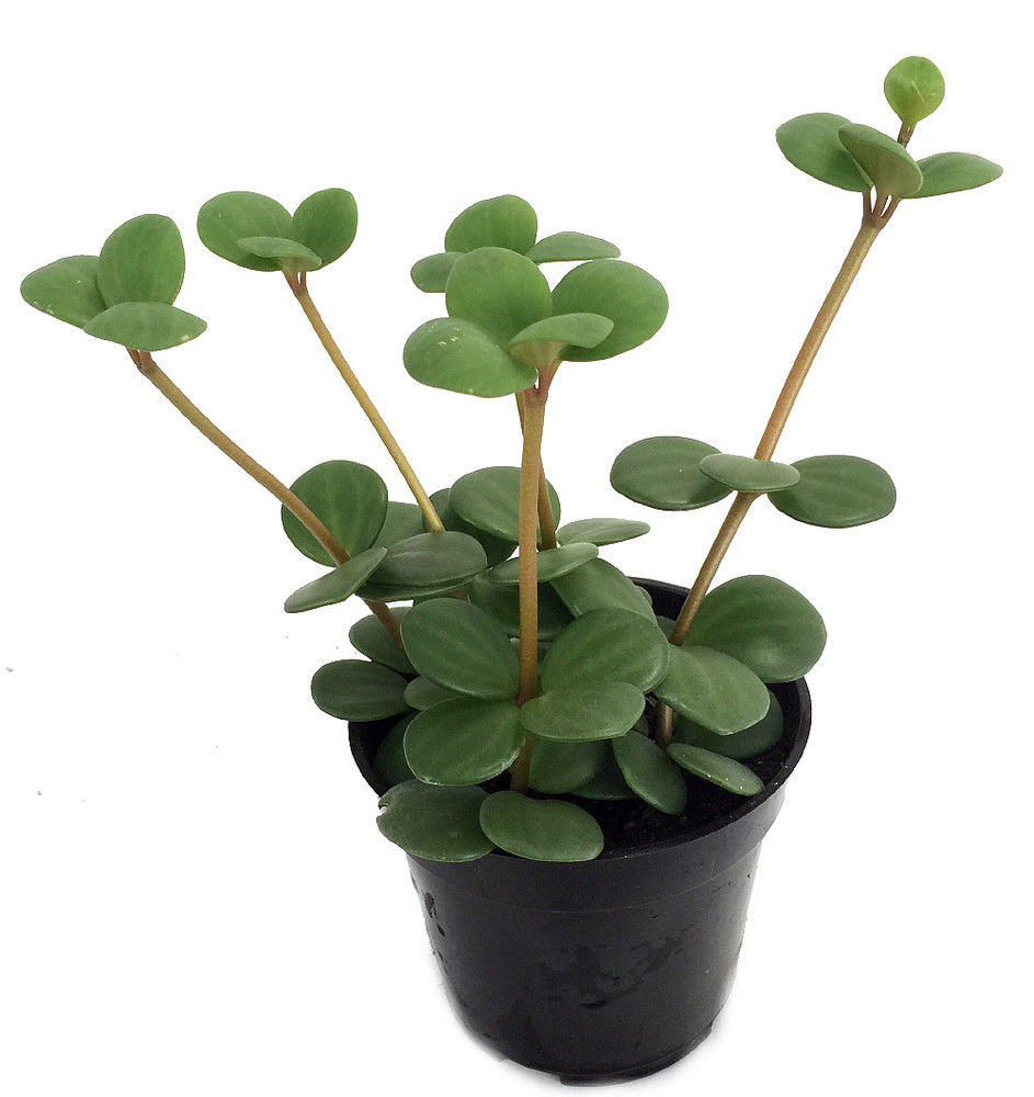 Hope Peperomia - Houseplant - 2" Pots/2 Pack
