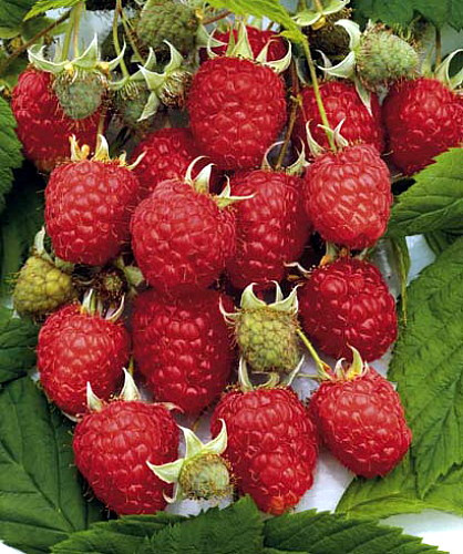 Heritage Red Raspberry Plant - 3.25" Pot