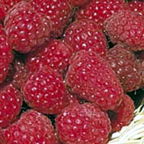 Heritage Red Raspberry Plant - 3.25" Pot
