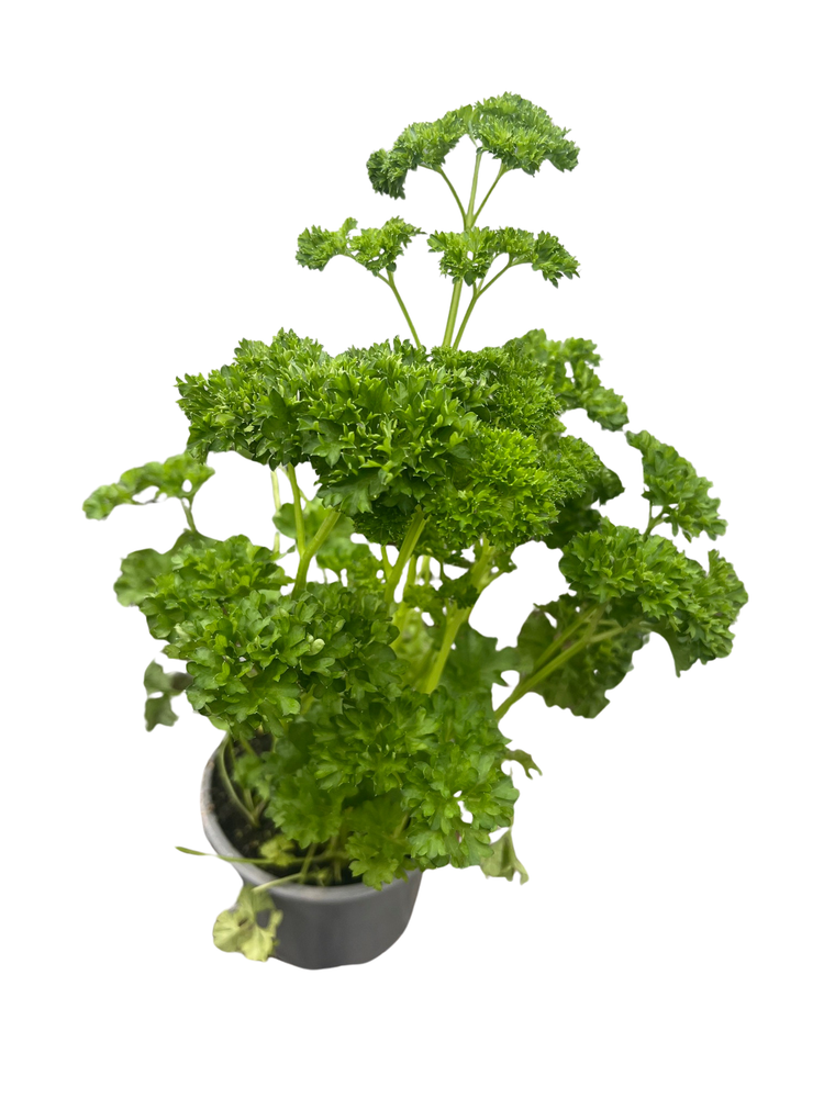 Curly Leaf Parsley Herb - Petroselinum - Live Plant - 4" Pot