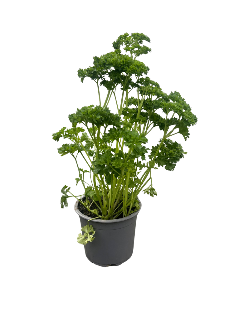 Curly Leaf Parsley Herb - Petroselinum - Live Plant - 4" Pot