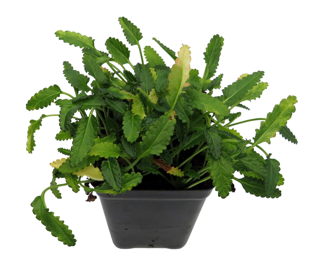 Dwarf Betony - Stachys minima - 2.5" Pot - Terrarium/Fairy Garden/House Plant