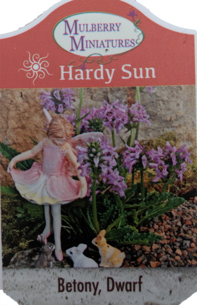 Dwarf Betony - Stachys minima - 2.5" Pot - Terrarium/Fairy Garden/House Plant